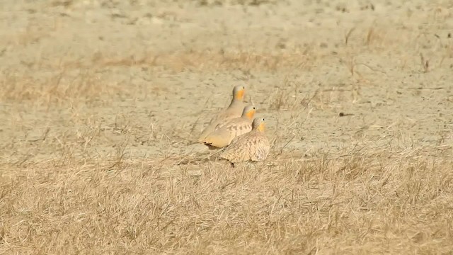 Spotted Sandgrouse - ML201131301