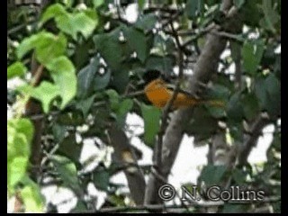 Baltimore Oriole - ML201131321