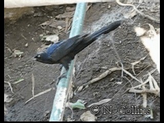 Great-tailed Grackle (Great-tailed) - ML201131361