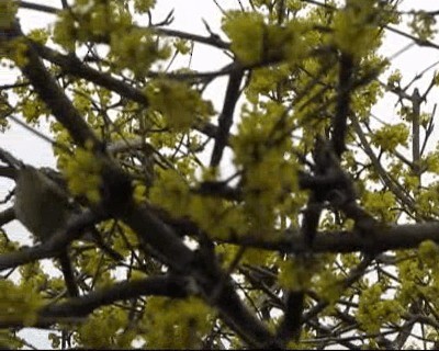 Ruby-crowned Kinglet - ML201131411