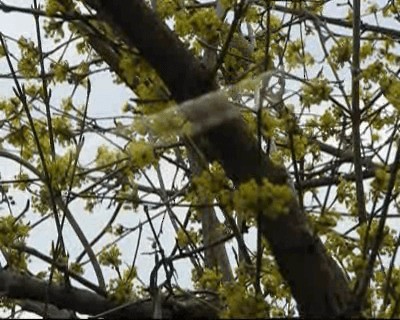 Ruby-crowned Kinglet - ML201131421