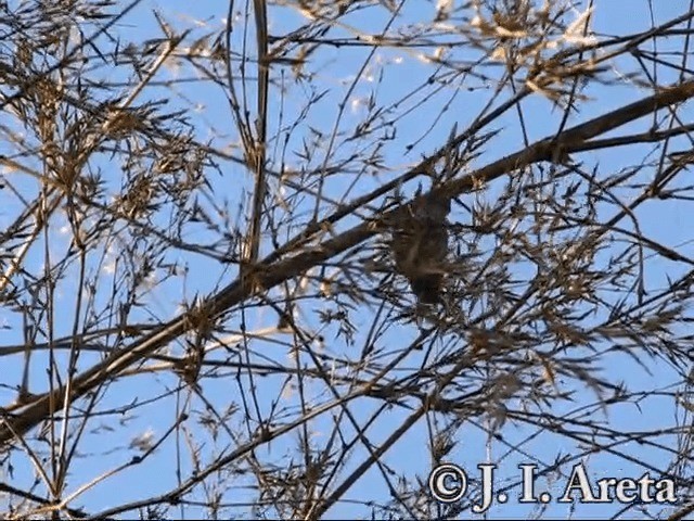 Sooty Grassquit - ML201131451
