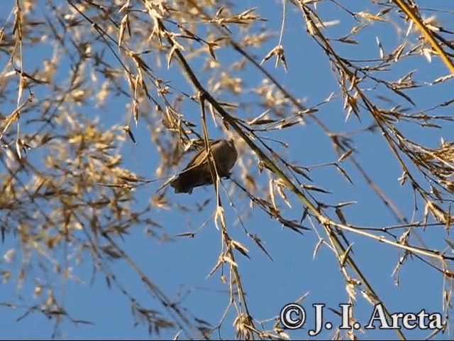 Sooty Grassquit - ML201131461