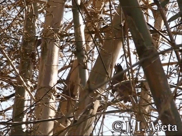 Sooty Grassquit - ML201131471