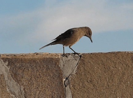 Black-billed Shrike-Tyrant - ML201131511