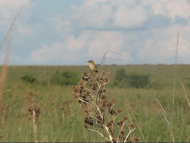 Streifenkinn-Grastyrann - ML201131521