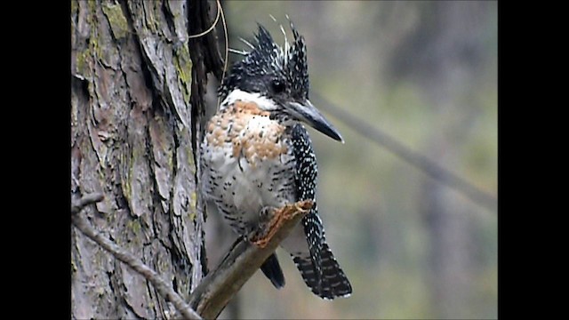 Большой пегий зимородок - ML201131751