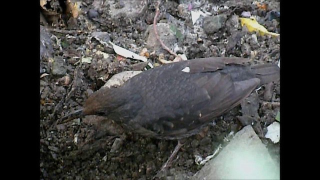 Long-billed Thrush - ML201131761