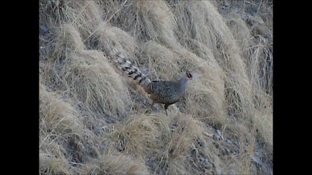 Cheer Pheasant - ML201131801