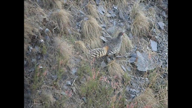 Cheer Pheasant - ML201131811