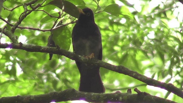 Yellow-legged Thrush - ML201131851