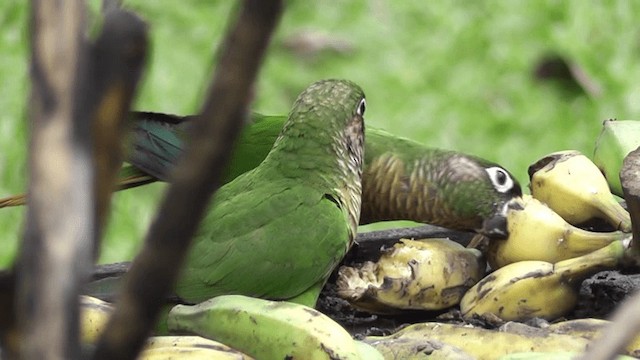 Kahverengi Kulaklı Papağan - ML201131911