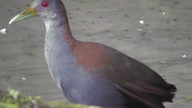 Slaty-breasted Wood-Rail - ML201131991