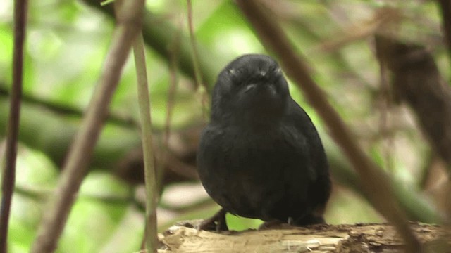 Mouse-colored Tapaculo - ML201132081