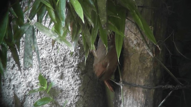 Orange-eyed Thornbird - ML201132091