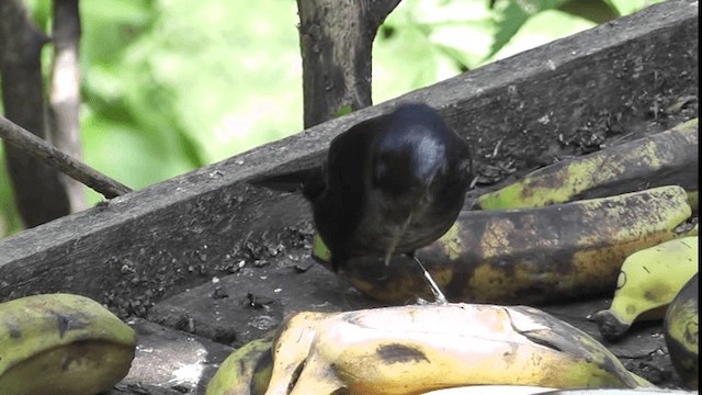 Ruby-crowned Tanager - ML201132131