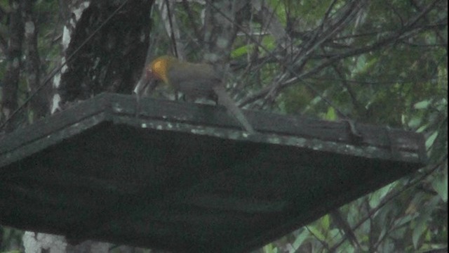 Saffron Toucanet - ML201132141
