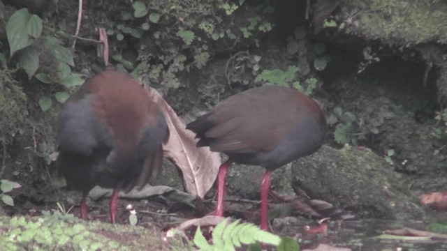 Slaty-breasted Wood-Rail - ML201132161