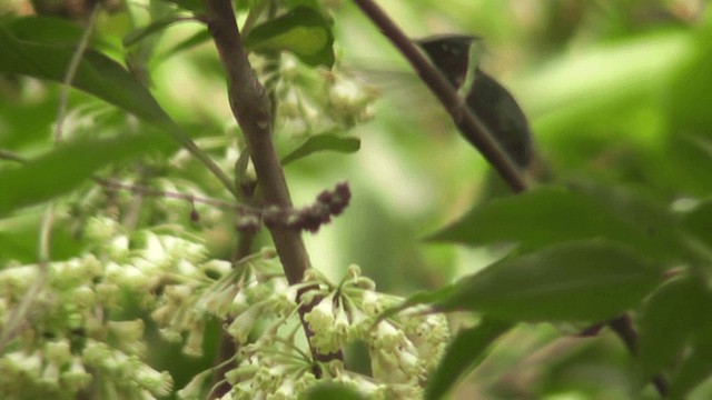 Colibri de Delalande - ML201132191