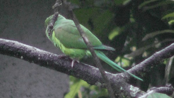 オナガミドリインコ - ML201132201