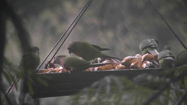 ウロコメキシコインコ - ML201132221