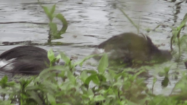 Least Grebe - ML201132261