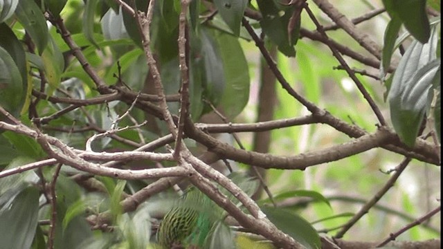 Brassy-breasted Tanager - ML201132281