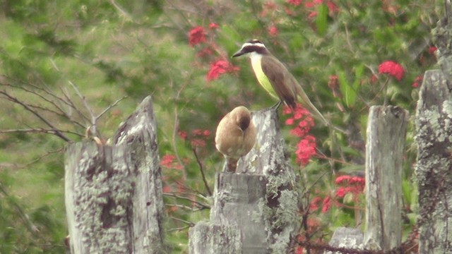 Great Kiskadee - ML201132321