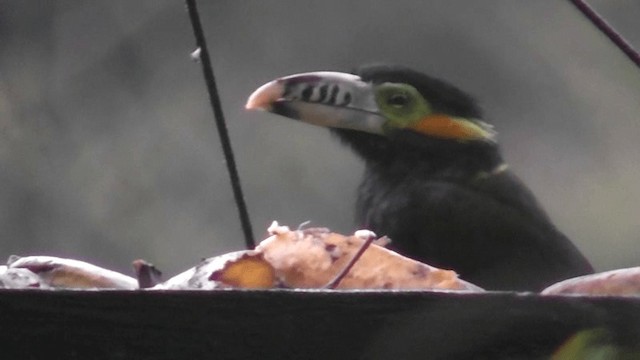 Spot-billed Toucanet - ML201132351