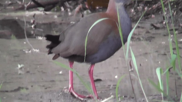 Slaty-breasted Wood-Rail - ML201132361