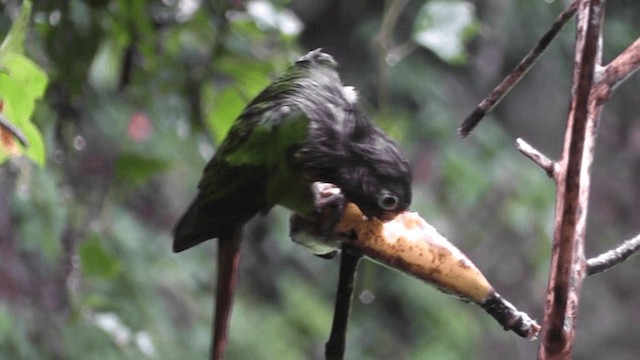 ウロコメキシコインコ - ML201132371