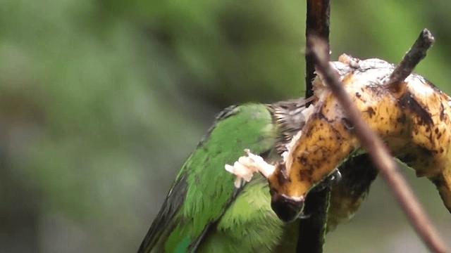 Maroon-bellied Parakeet - ML201132431