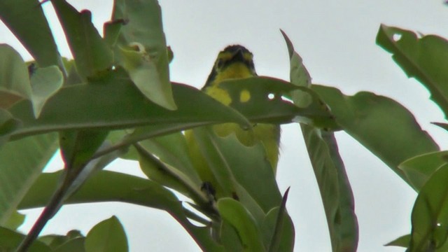 Gözlüklü Ötleğen - ML201132501