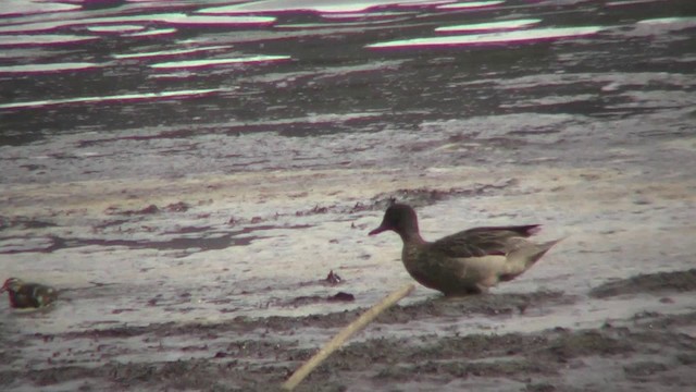 Andean Teal (Andean) - ML201132511