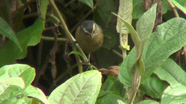 Cinereous Conebill (Ochraceous) - ML201132741