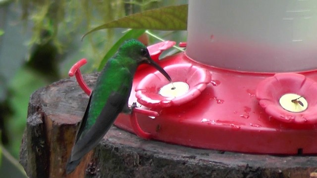 kolibřík zelenoprsý (ssp. schreibersii) - ML201132851