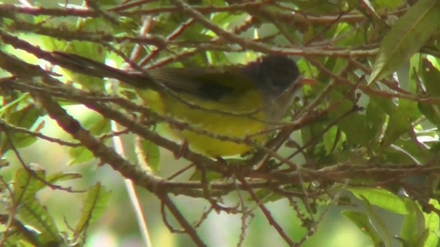 Gray-hooded Bush Tanager (rubrirostris) - ML201132961