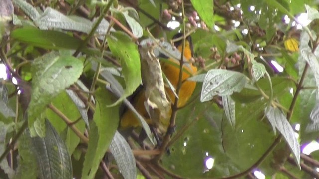 Lacrimose Mountain Tanager - ML201132971