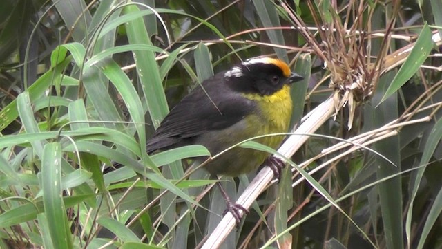 Pale-naped Brushfinch - ML201132991