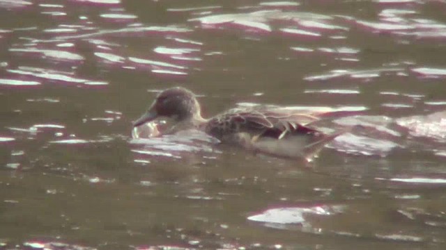 Andean Teal (Andean) - ML201133051