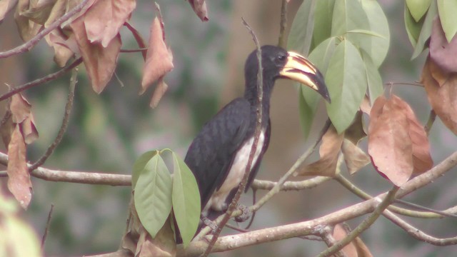 West African Pied Hornbill - ML201133391