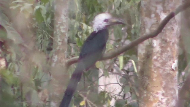 Western Long-tailed Hornbill - ML201133411