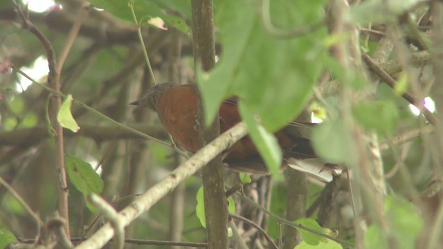 White-tailed Ant-Thrush - ML201133451