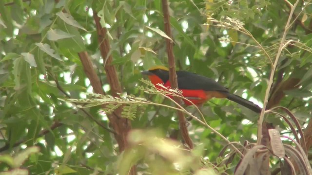 Yellow-crowned Gonolek - ML201133501