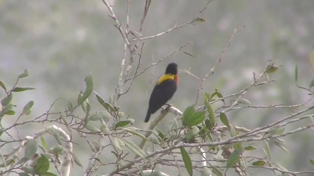 Yellow-mantled Weaver - ML201133511