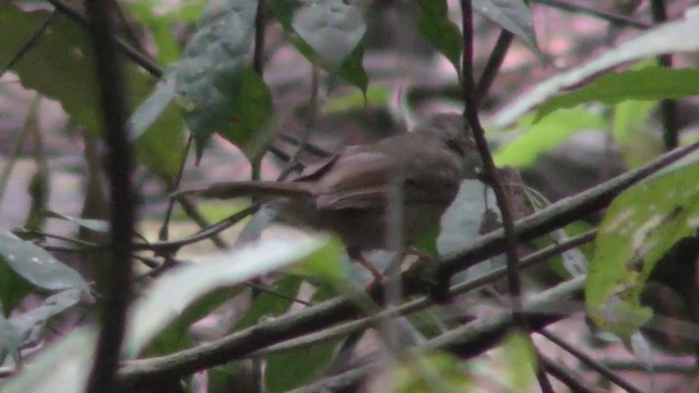 Bulbul à moustaches jaunes - ML201133541