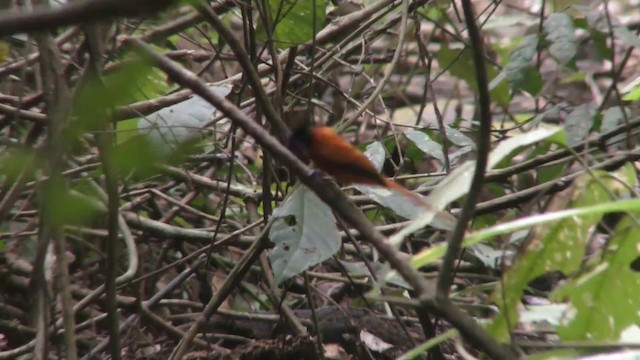 African Paradise-Flycatcher - ML201133621