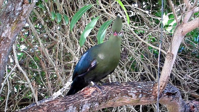 Helmturako (corythaix) - ML201133861