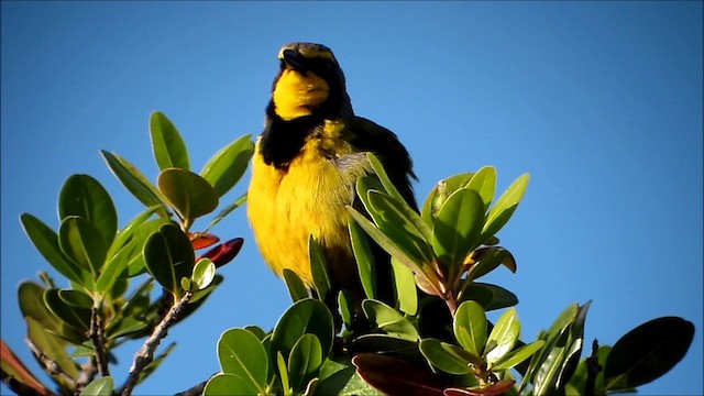 sitronbuskvarsler (zeylonus gr.) - ML201133871