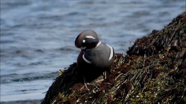 Harlequin Duck - ML201133891